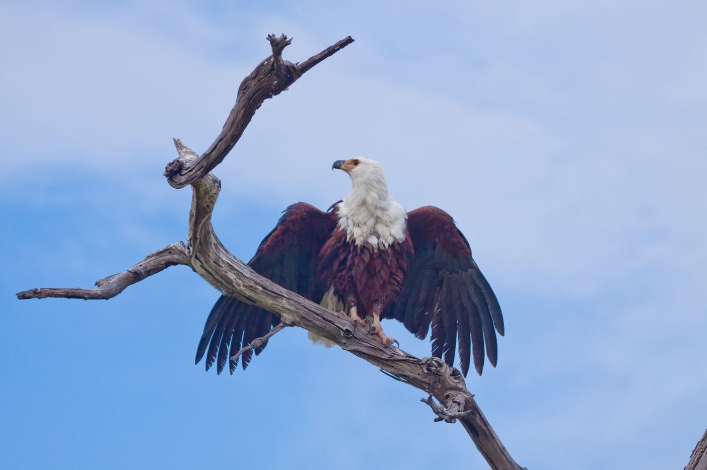 bird 2 arusha