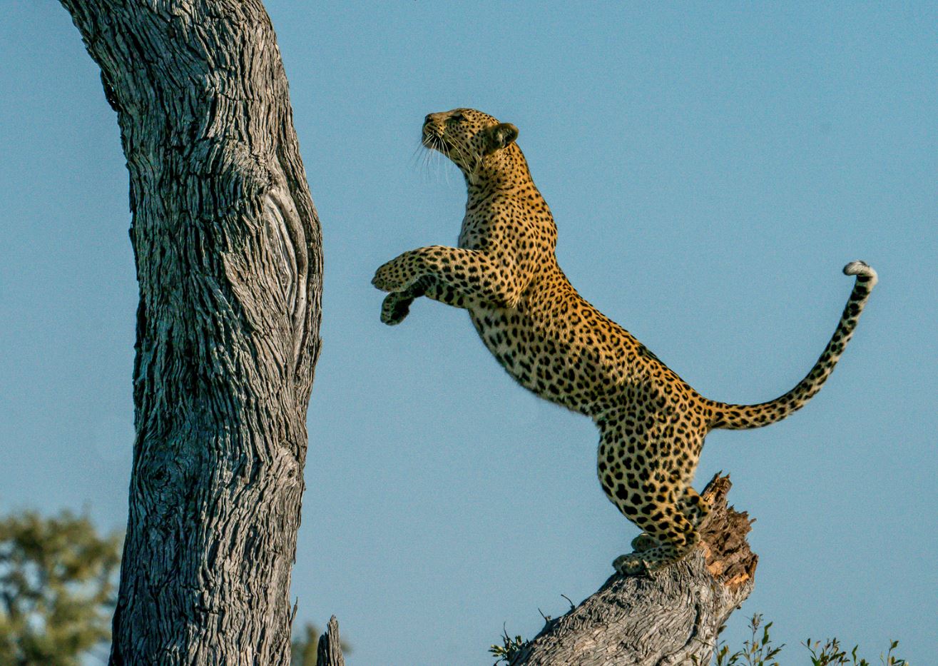 cheetah at manyara